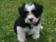 5 chiots type bichon havanais Pure race