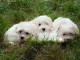 Très Adorable chiots Pure Bichon Maltais pour adoption