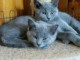 2 femelle et 2 mâles chatons chartreux