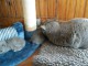 Chatons chartreux disponibles de suite : chatons Chartreux pure r