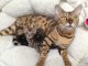 Superbes Chatons Bengal à réserver