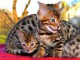 très mignons Chatons Bengal Pure Race