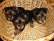 4 adorable chiots Yorkshire Toys Nains