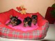 Disponible 5 chiots Yorkshire pour adoption 