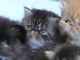 Sublimes Chaton, pure race Persan pédigré