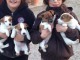 Disponible magnifique chiots JACK RUSSEL pour adoption