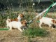 Splendides chiots Jack Russel inscrits au lof de grandes lignées