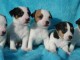 Magnifiques chiots Jack Russel pures races