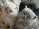 Sublimes Chatons british shorthair Loof