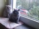 Magnifiques chatons British Shorthair pour compagnie