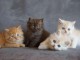 Les petits princes et princesses ! Six jolies british Shorthair.