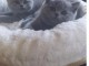 Chatons Type British Shorthair à adopter