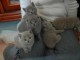 Chaton british shorthair LOOF disponible pour adoption.