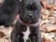 Chiots staffordshire bull terrier LOF Mâles et Femelles.