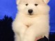 A reserver 6 magnifique chiots samoyede pour adoption