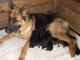 A réserver jolis petits chiots berger allemand poil pour adoption