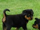 Superbes chiots Rottweiler mâles et femelles