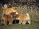 Magnifique chiots Akita Inu disponible pour adoption.