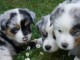 Sublimes Chiots Berger Australien Merle