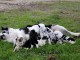 Très beaux Chiots Berger Australien Merle cherchent une famille