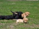 A réserver pour adoption 8 chiots labradors inscrits au LOF