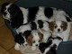 5 bebes cavalier king charles LOF mini.