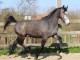 Jument KWPN de 3 ans Marius Claudius x Quality time