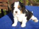  Chiot cavalier charles king  non lof