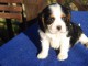  Chiot cavalier charles king  non lof