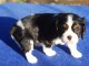  Chiot cavalier charles king  non lof