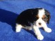  Chiot cavalier charles king  non lof