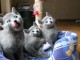 Chatons Bleu Russe à adopter, ils sont d