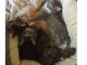 Disponible 5 Magnifique Chaton Norvégien, 2 mâles et 3 femelles.