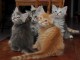5 magnifiques chatons sibériens sont nés et âgés de 10 semaines.