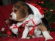 Chiot beagle femelle non lof