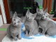 4 Chatons bleu Russe 2 males, 2 femelles