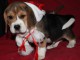 Chiot beagle femelle non lof