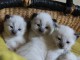 Magnifiques chatons type siamois disponible