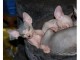 5 Magnifique chaton Type Sphynx Pure Race