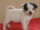  Magnifique chiot Jack russel non lof 