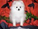 Chiot Spitz  une femelle non lof 