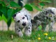 Chiots dalmatien Pure Race, grand gabarit.