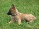 Chiots Berger Belges Malinois à réserver