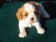  Chiot type   cavalier charles king a donner