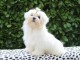  Chiots male 1 Bichon maltais  Disponibles