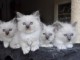 Superbes chatons sacre de birmanie disponibles