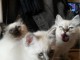 Chatons Sacre de Birmanie avec pedigree LOOF 