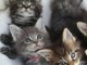 Superbe chatons femelle et Mâle maine coon LOOF