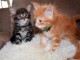 Nous sommes cinq chatons de race MAINE COON 