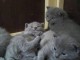 Authentiques chatons CHARTREUX, inscrits au LOOF 